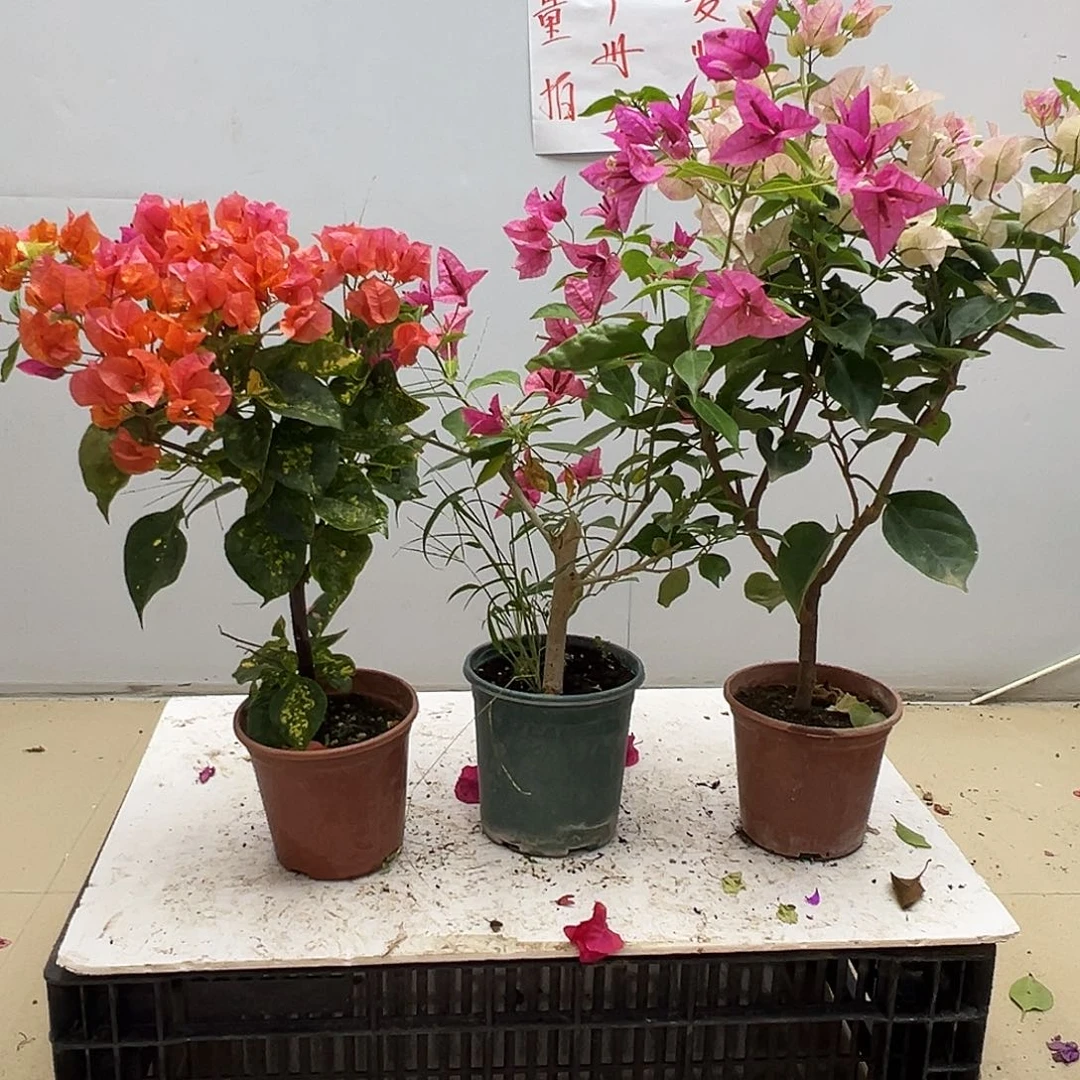 大部分花苞少量开放雪斑橙，婆罗洲螺旋，皇后组合