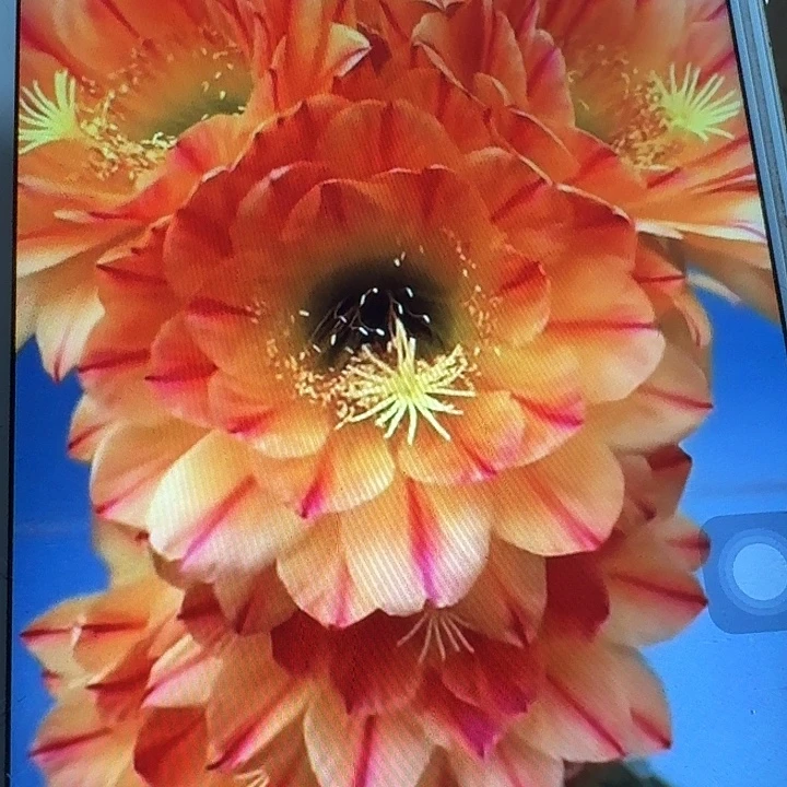 火焰魔术侧芽5公分左右毛花柱