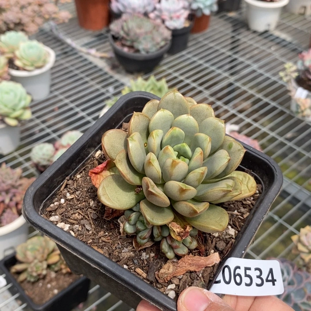 6534葡萄一物一拍