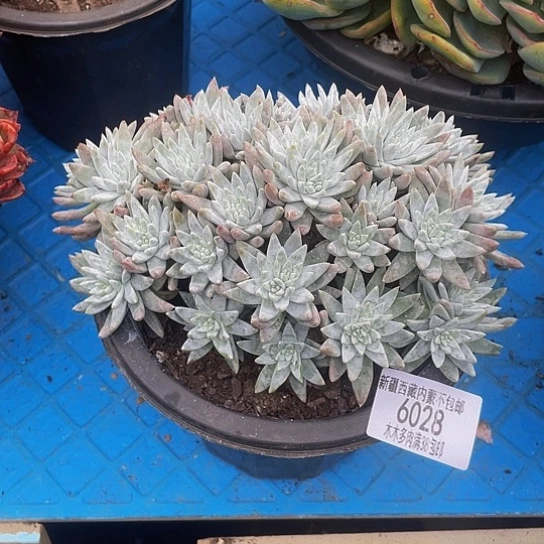 雅*白菊6028多肉