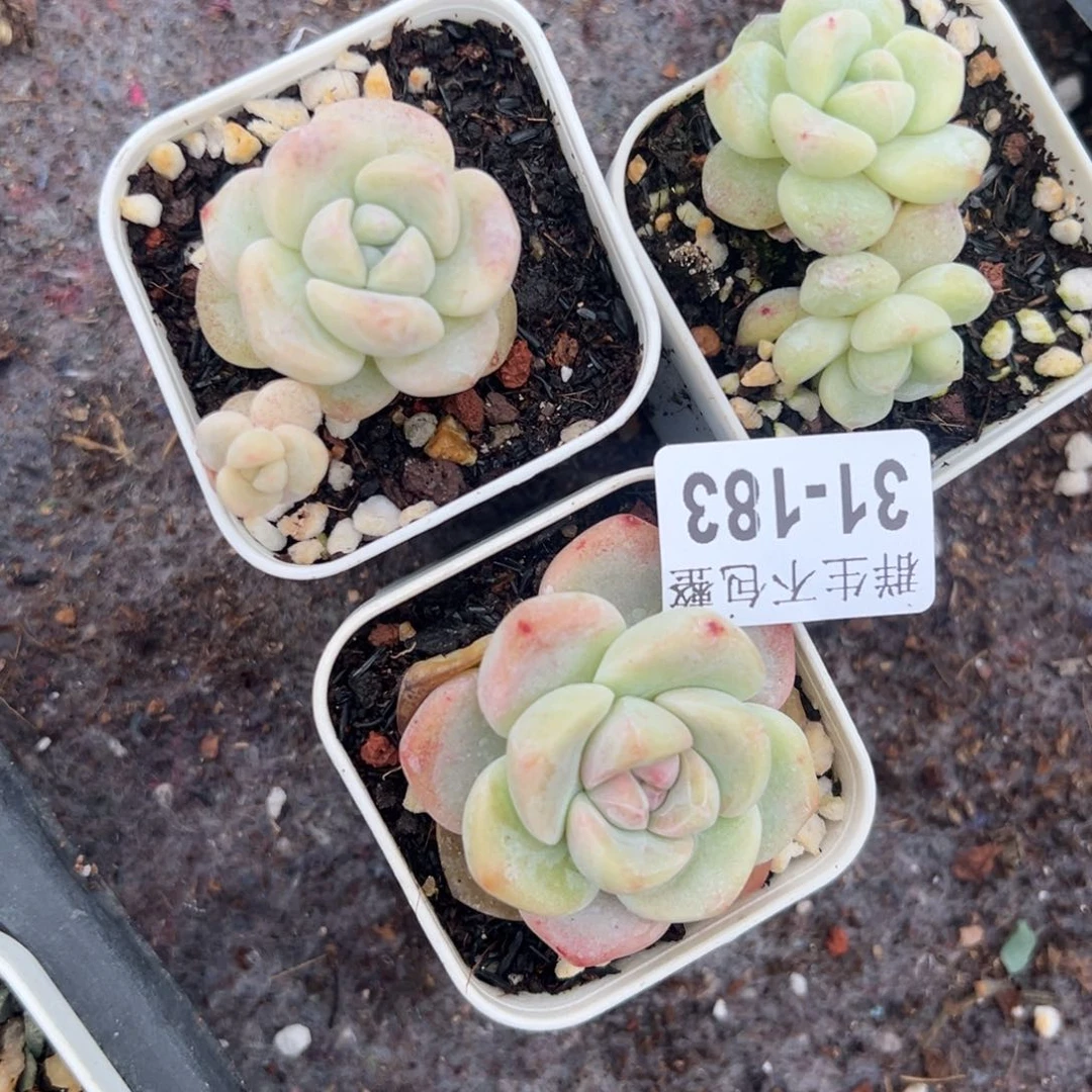 小卡拉米糖心一物一拍31-183