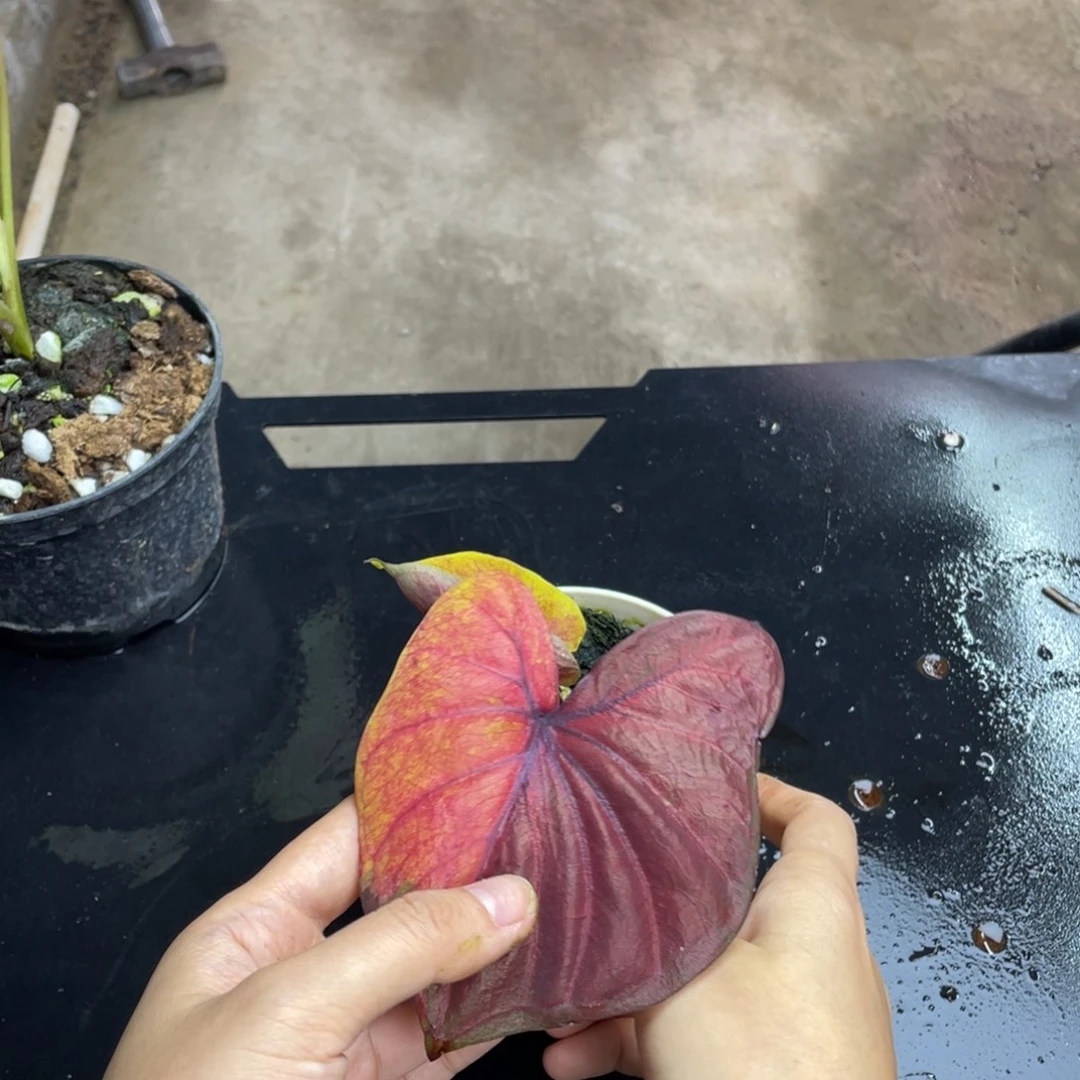 无花朵洛日养定发货