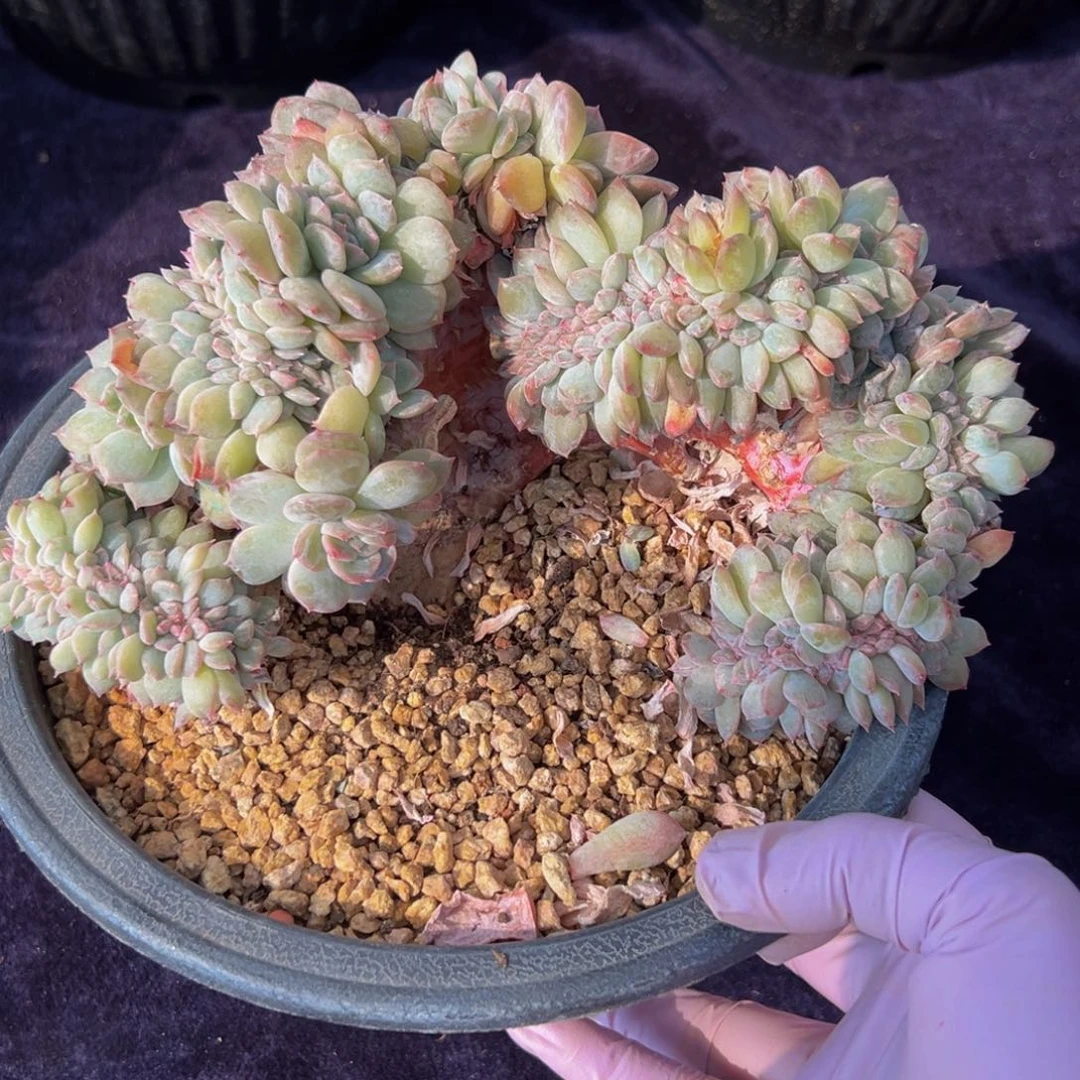 粉钻20厘米 新年快乐 新年快乐