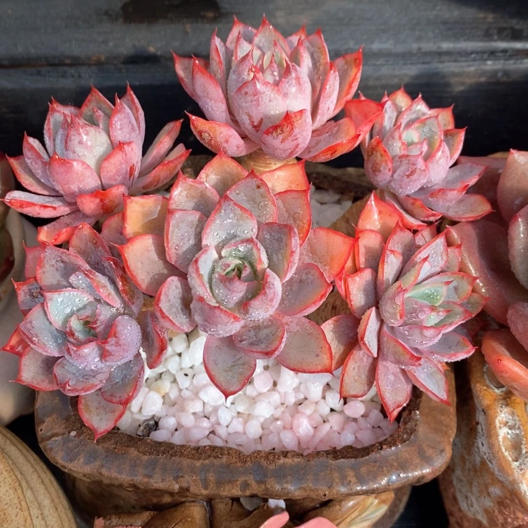 赫拉多肉植物盆栽