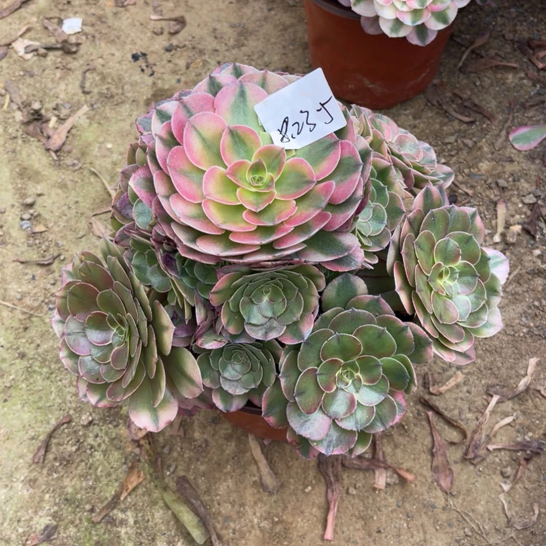 用***18.23-5荔枝手捧寄养