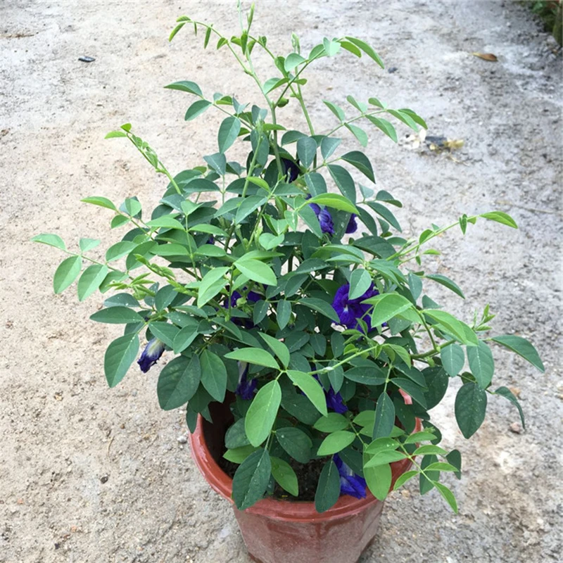 蓝蝴蝶花苗碟豆花盆栽四季爬藤植物食用花茶蓝碟豆花天然蓝染色料