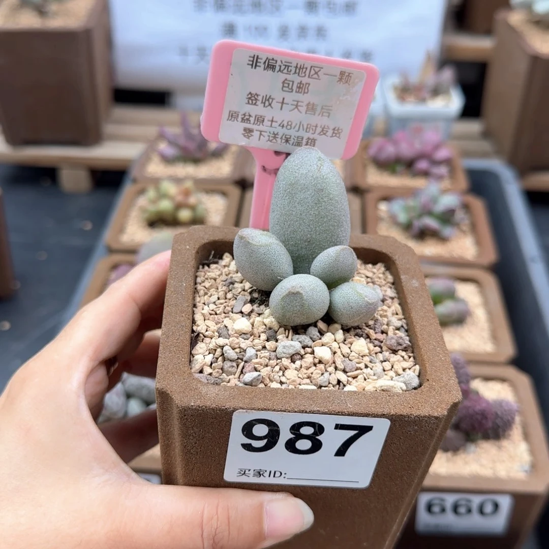 987哈密瓜多肉植物