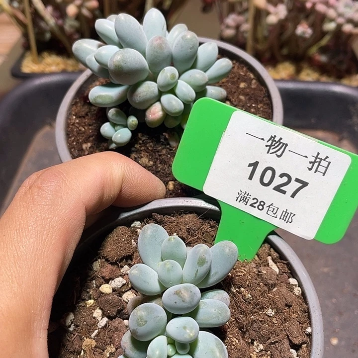 1027 多肉植物一物一拍