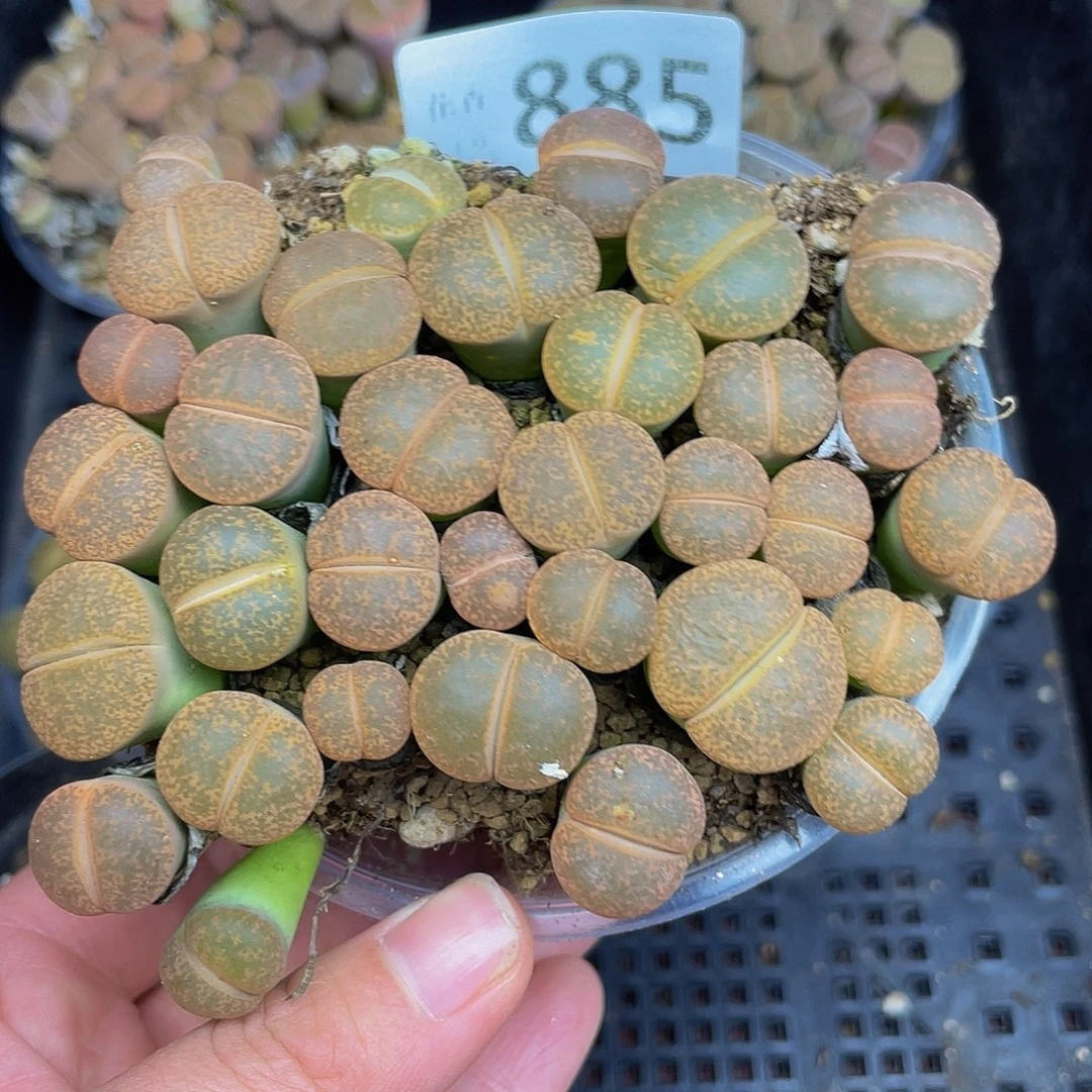 88500000000花花花花花花花花