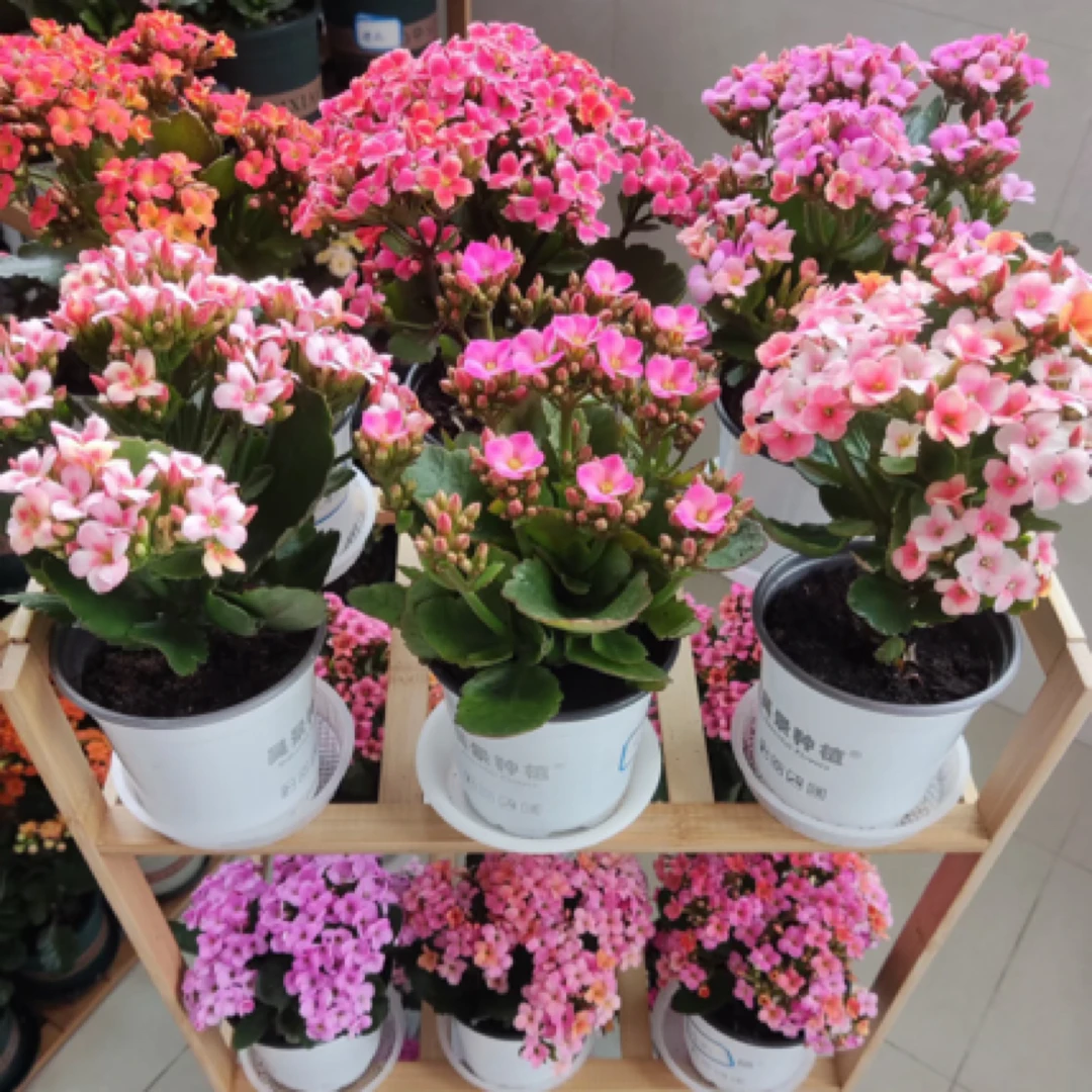 【昊景 网红单瓣】一代独杆棒棒糖造型单瓣大花长寿花