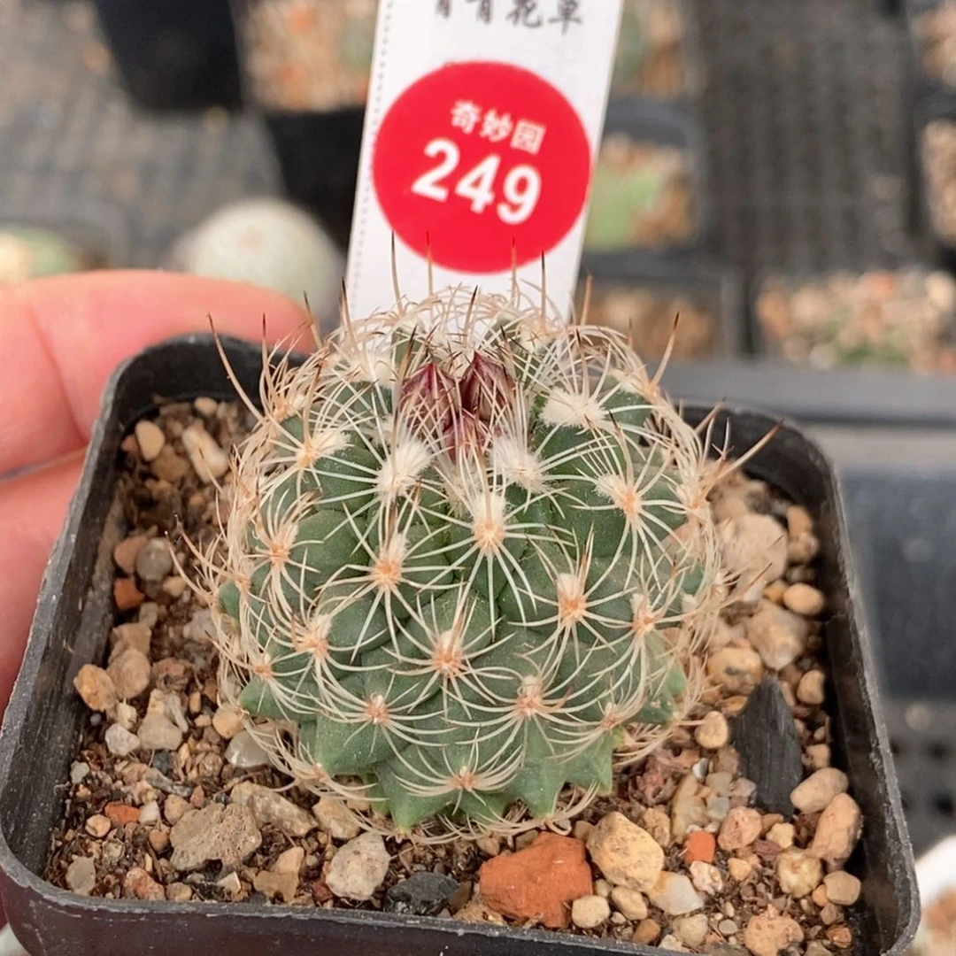 实生狂刺内里莎4cm一棵仙人球