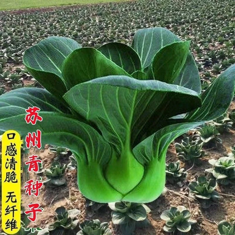 黑大头矮脚苏州青新鲜青梗菜叶菜让软糯香甜小白菜四季播蔬菜