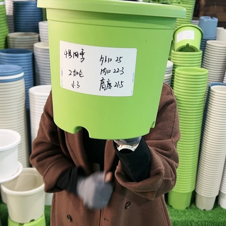 特价4号四季口25高21.5果绿无托8只