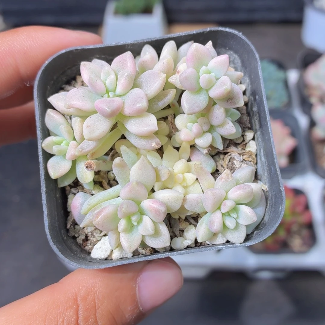 姬秋丽锦多肉9.9包邮发货