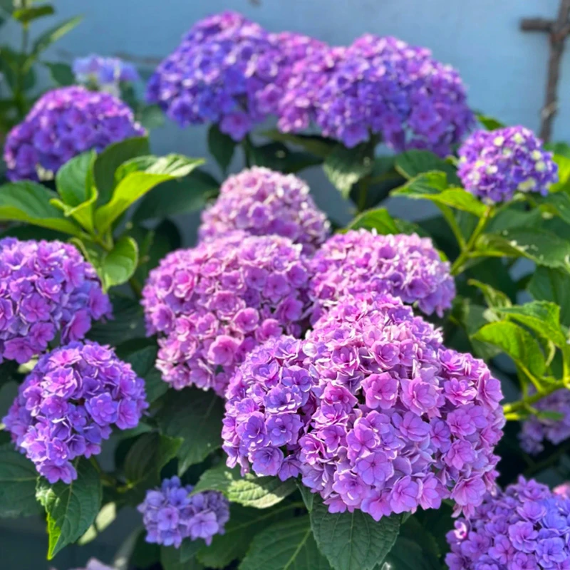 你我一起之永恒的爱 2.5加仑 露天老桩大苗带花苞阳台庭院四季开