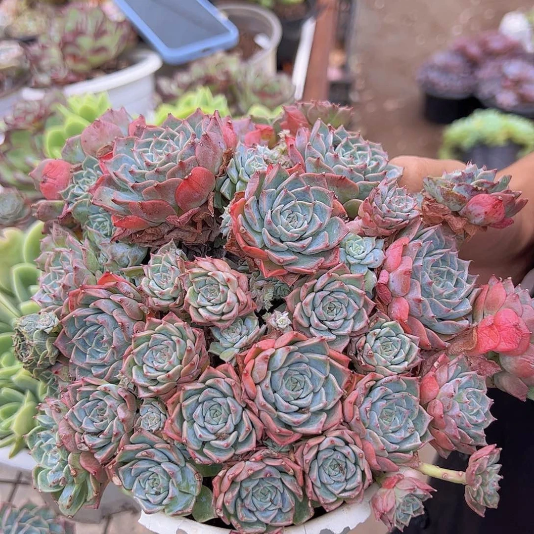 海滨格瑞 多头多群生 带盆土