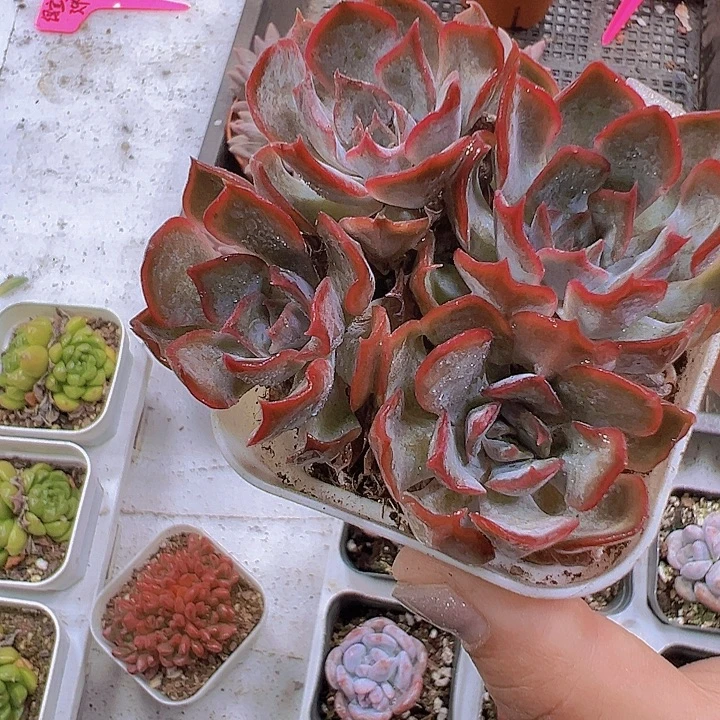 暗冰群19包邮多肉植物