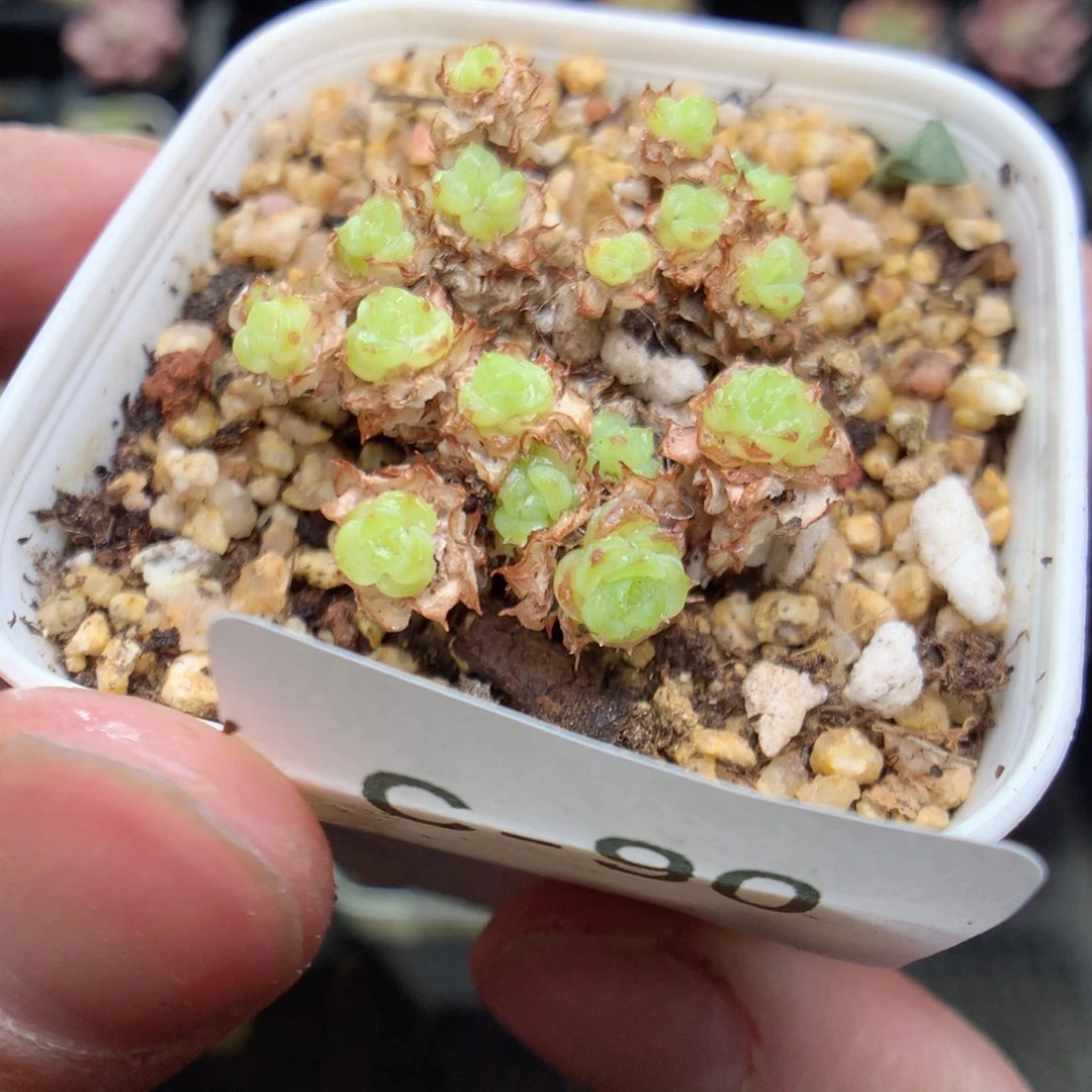 C90y y y y y y y yy y