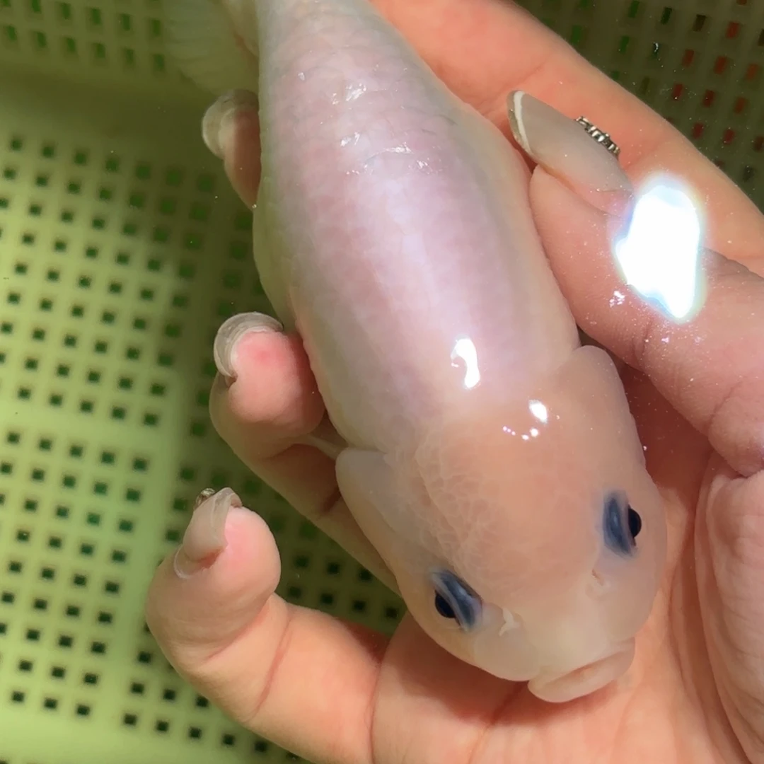 慎***敬金鱼拍包装包邮，不拍包装运费到付
