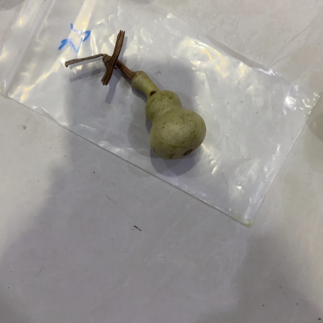 郁***贝青皮不包成青皮不包成