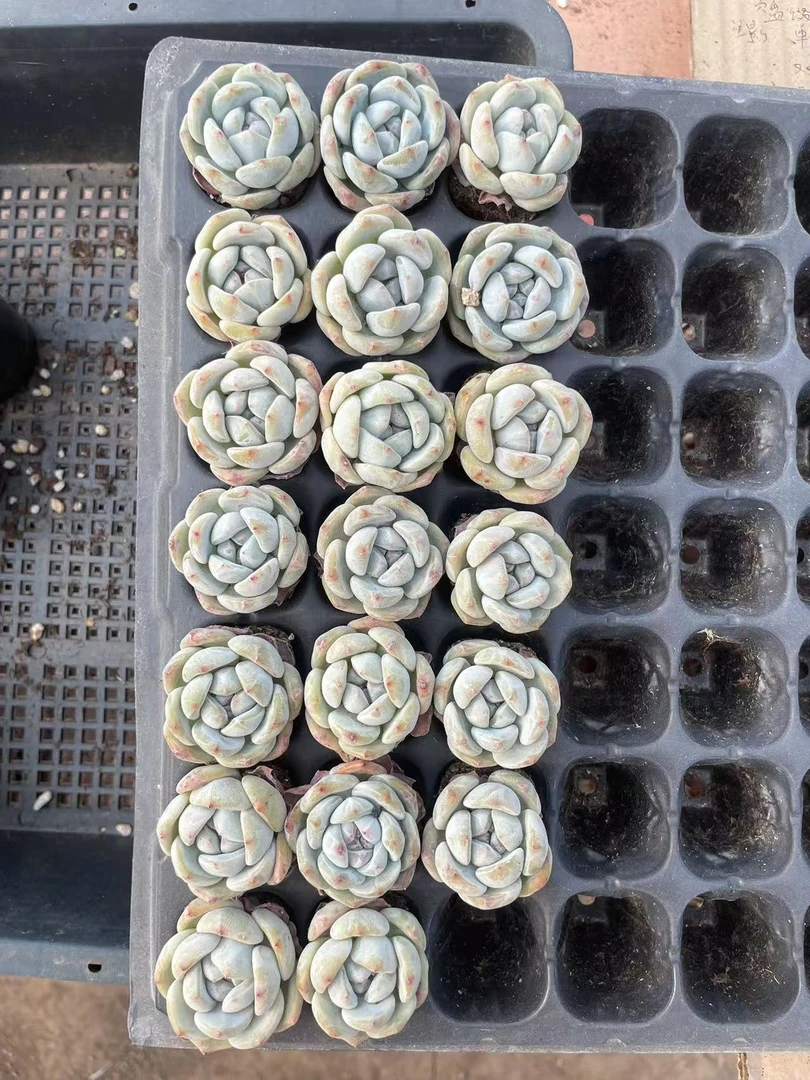 星影石榴籽20颗多肉植物穴盘苗20(满18包邮，偏远除外)
