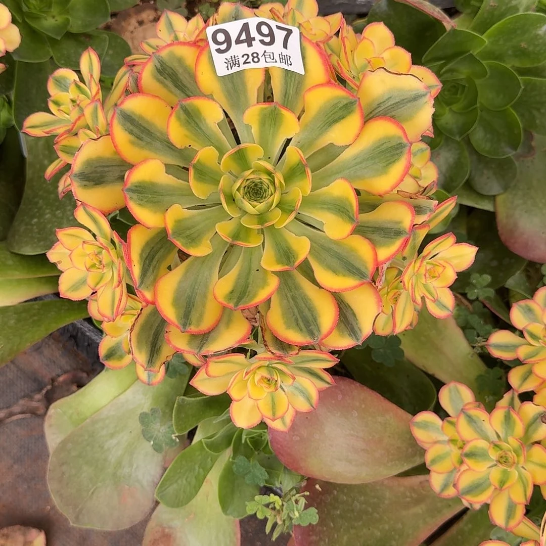 497 太阳神捧花多肉植物无根