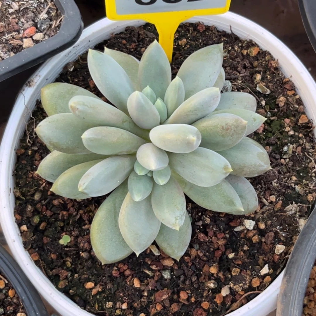 多肉植物胖体哥特群852