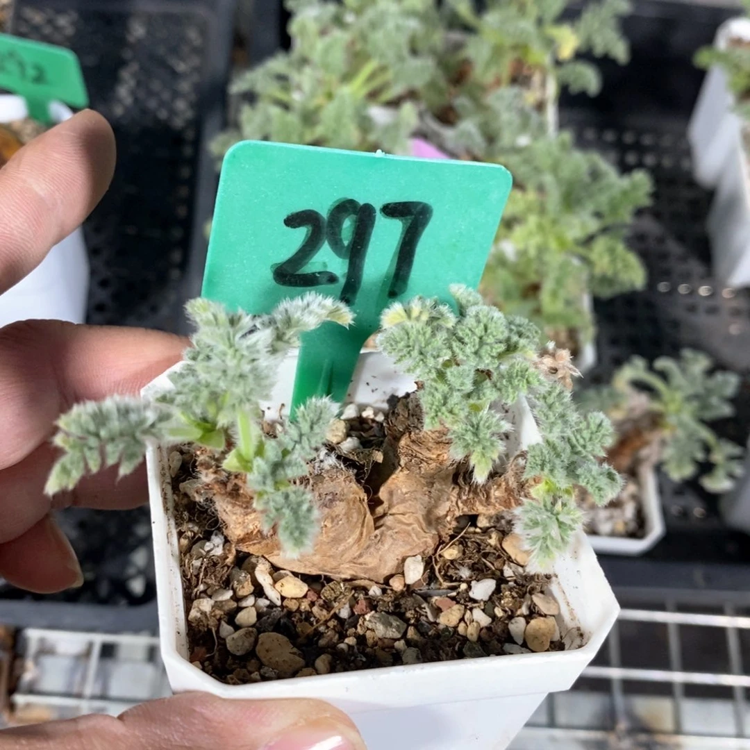 羽叶洋葵多肉植物