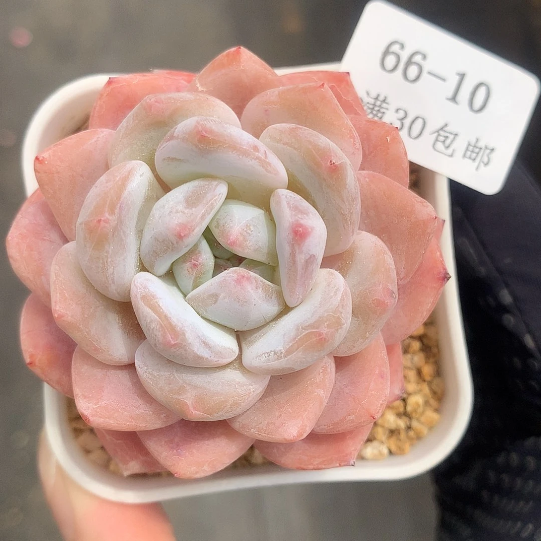10。雪天使橙。6cm。