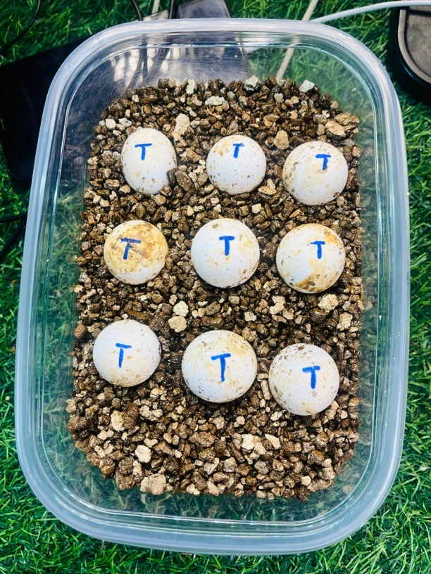 体验孵化乐趣受精鳄蛋佛鳄蛋佛龟蛋送孵化工具