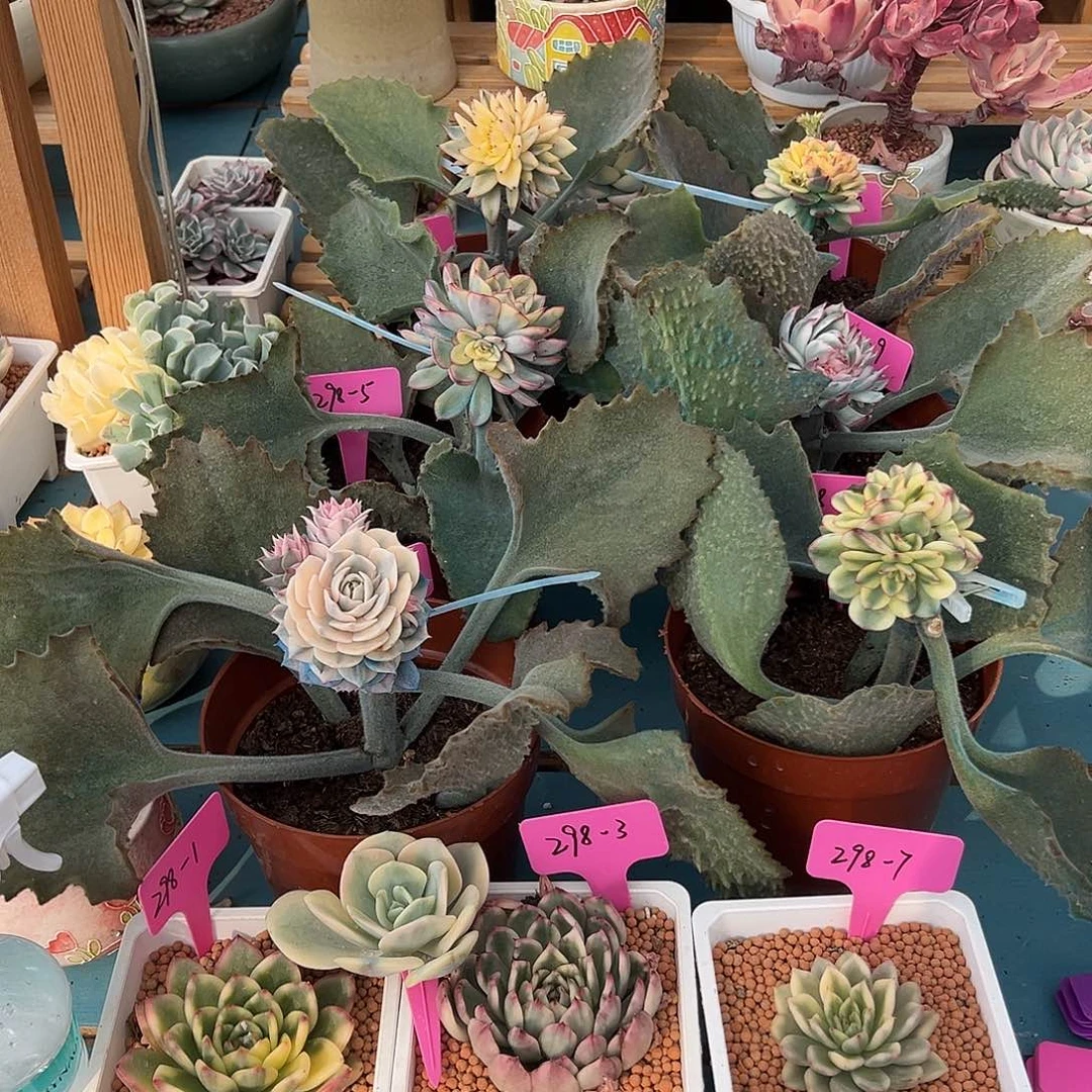 大转盘298转一次，不退不换