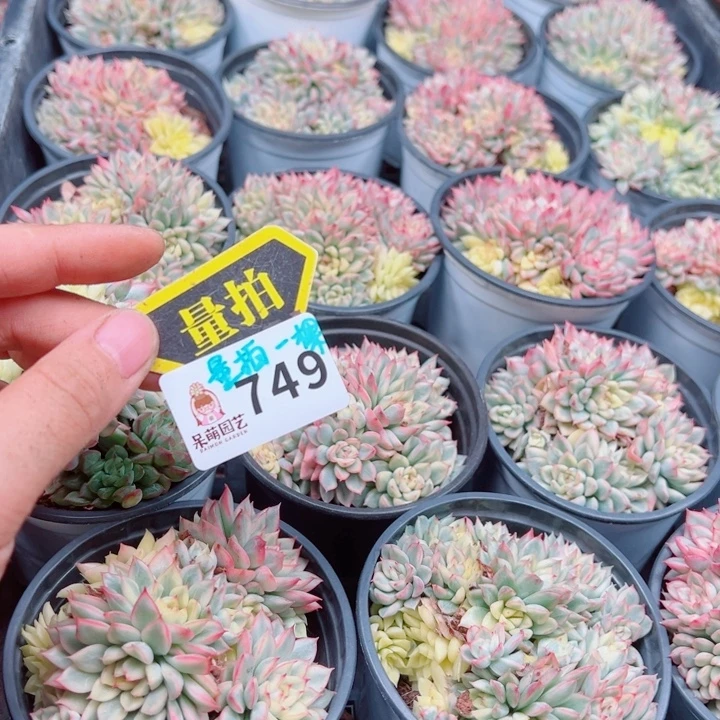 多肉植物多肉植物