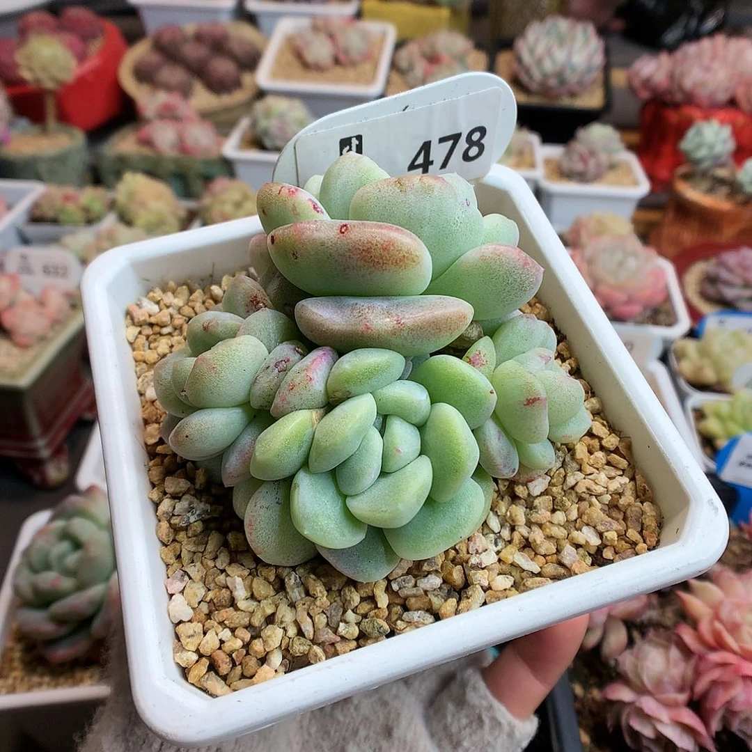 478准五头冰玉石化多肉植物