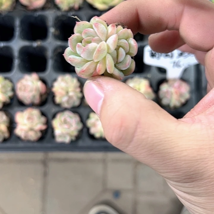 双头葡萄珍妮 满10颗包邮