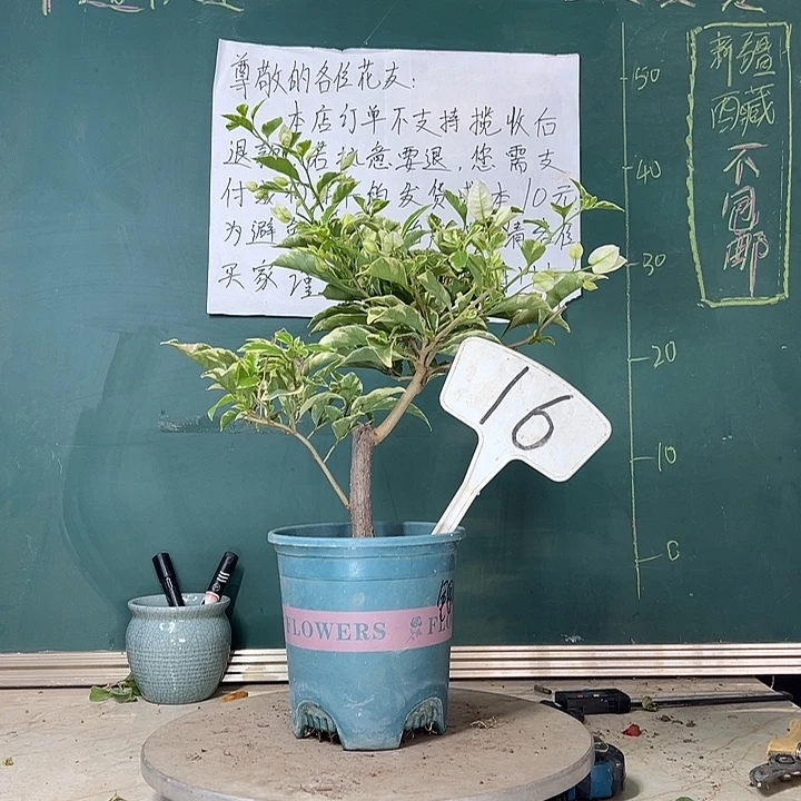 当前无花栽培后可以开花粗杆 银边白16