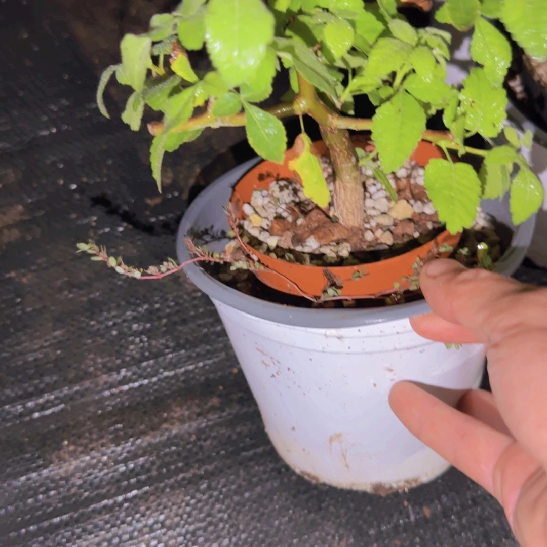 *****块根植物块根植物
