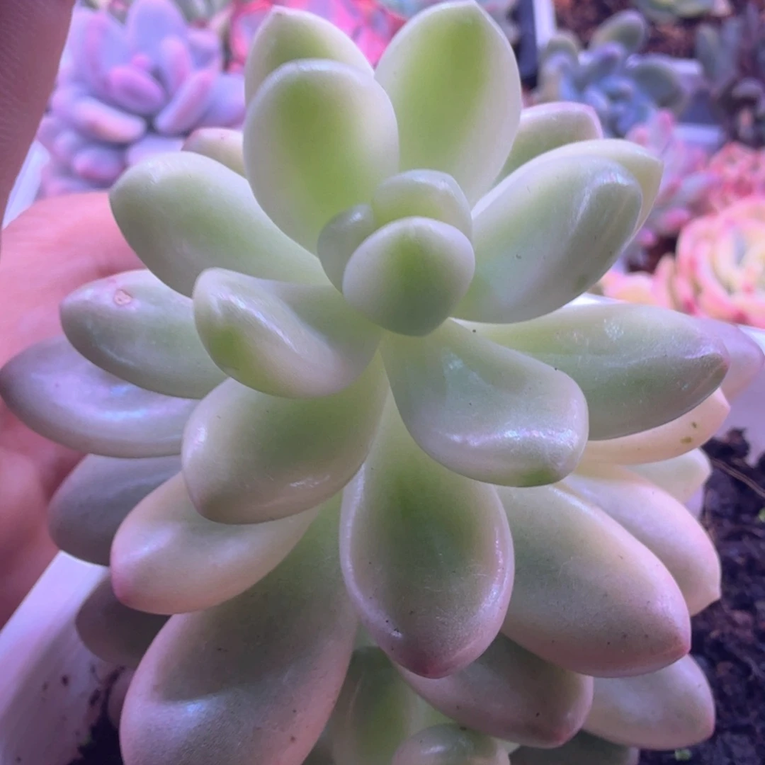香奈儿锦 多肉植物