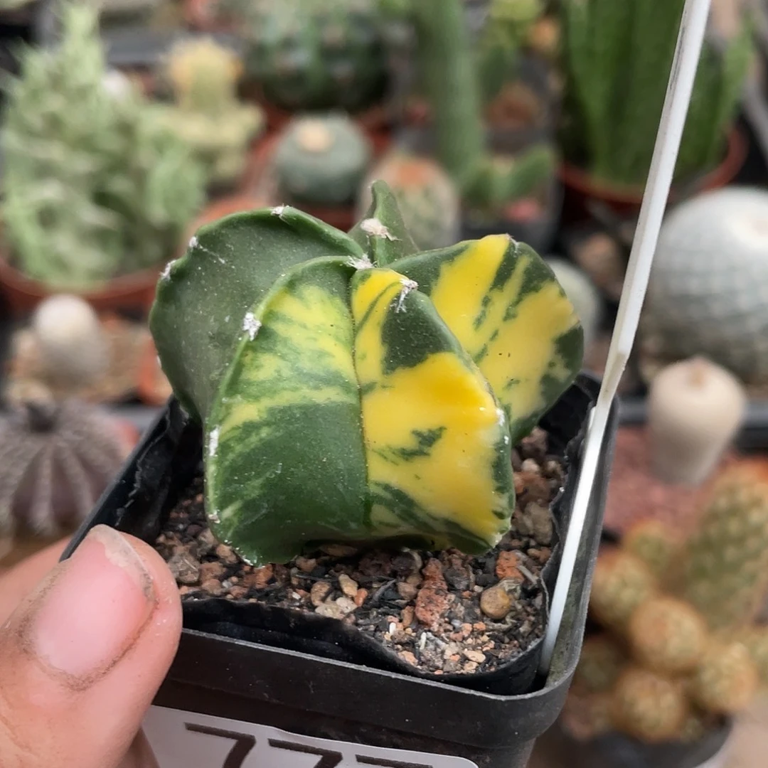 777五角绿锦仙人球植物