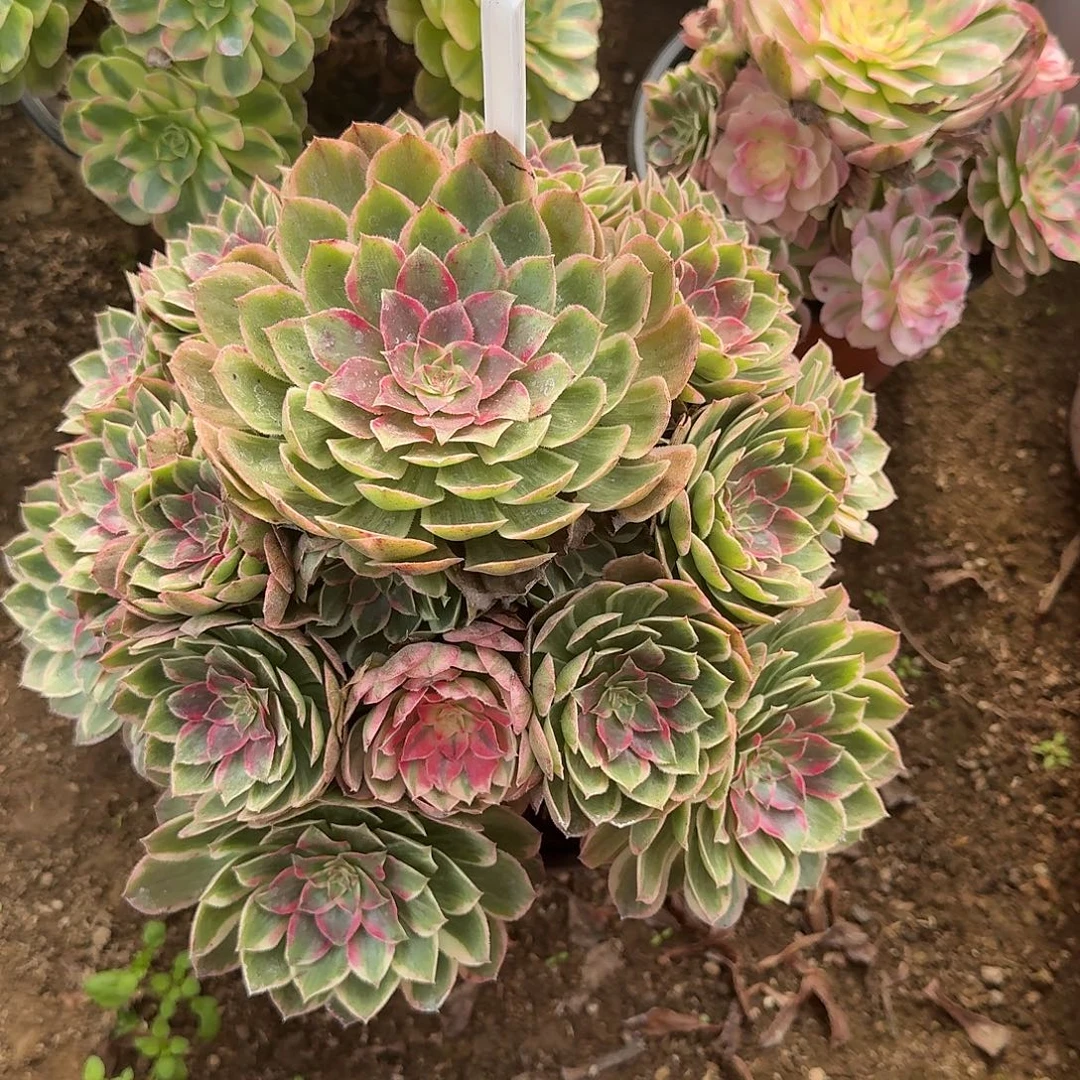 4187莲花座多肉法师多肉