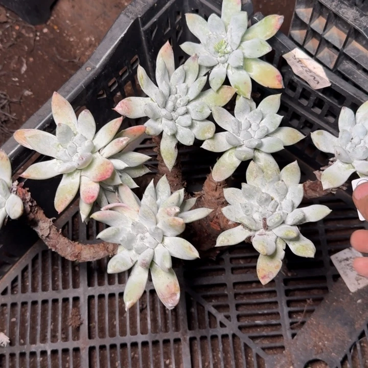 1332苹果拇指多肉瑕疵