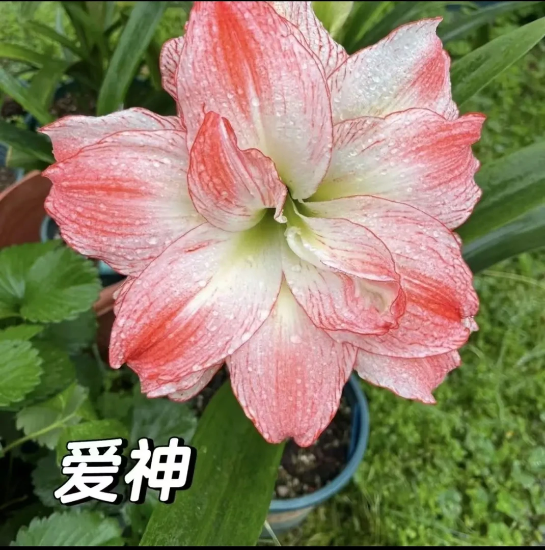 【爱神】朱顶红种球6-8厘米