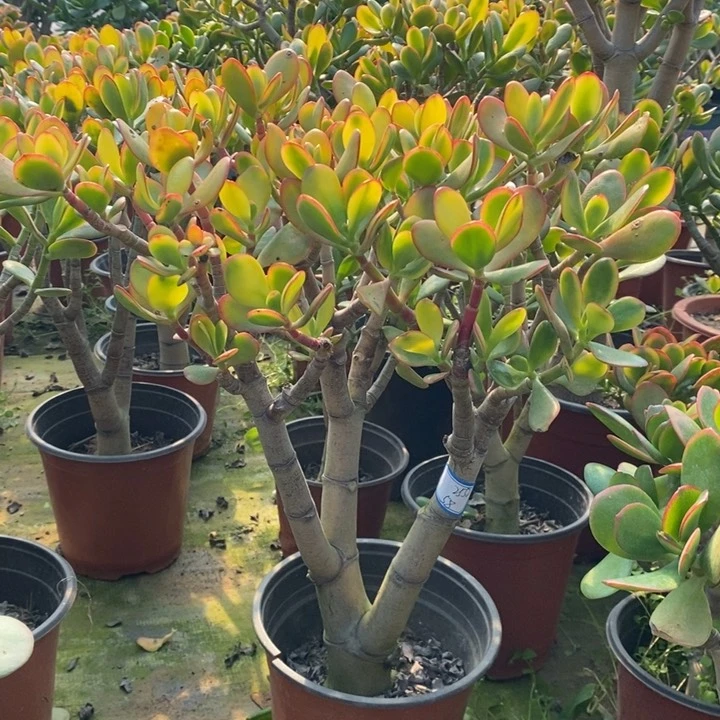 黄金花月一物一拍