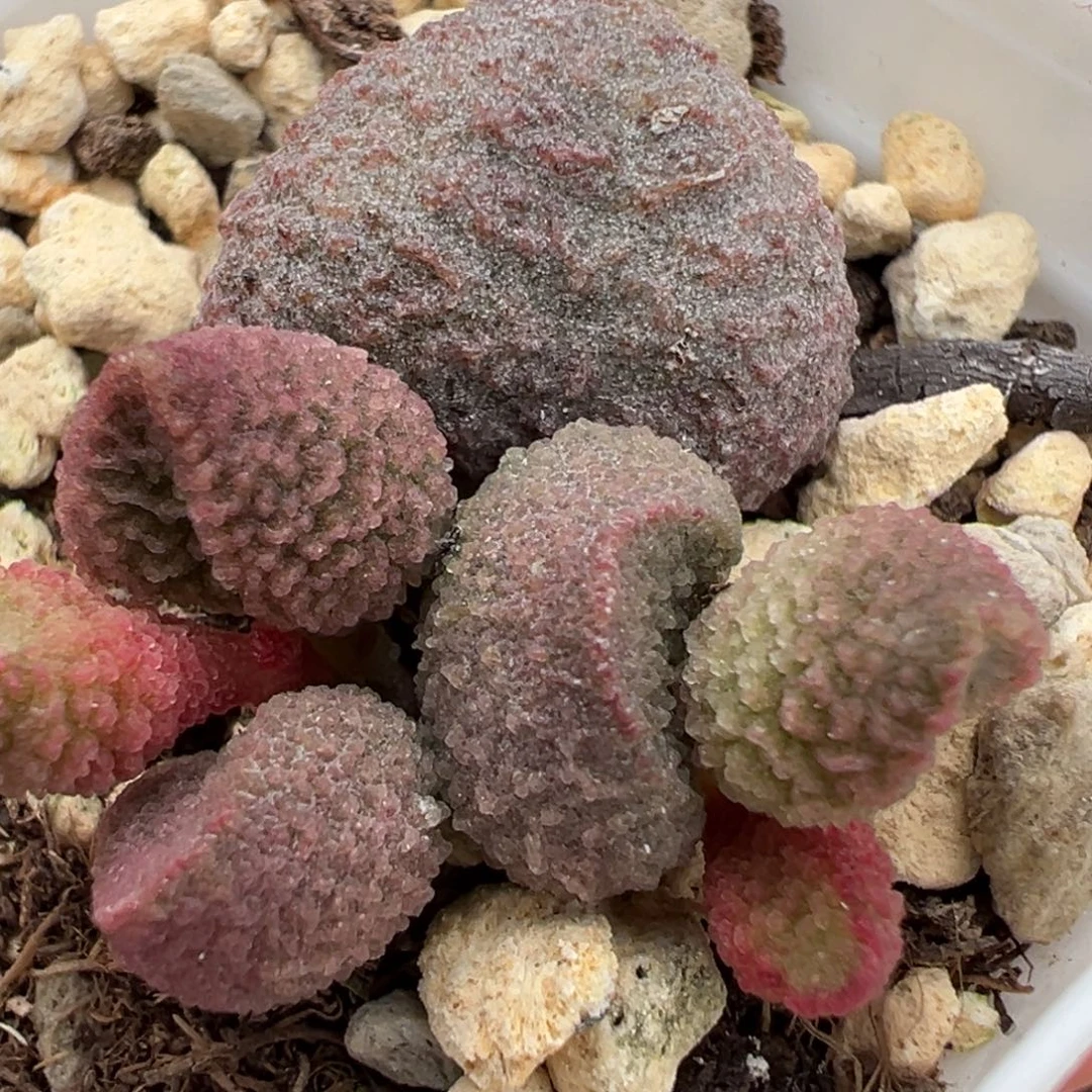 水蜜桃大苗多肉植物水泡