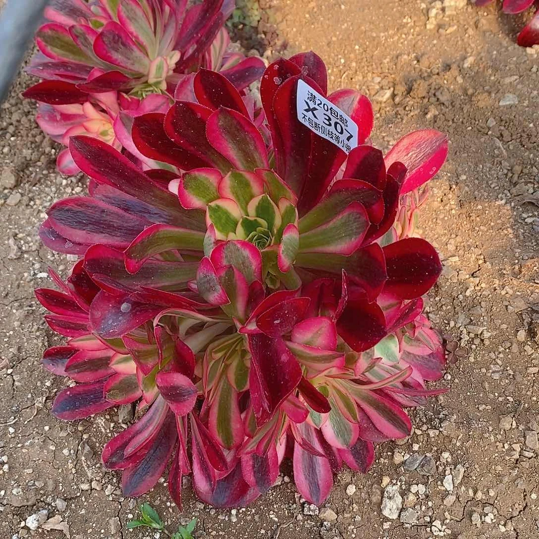 307美杜莎多肉法师锦量拍