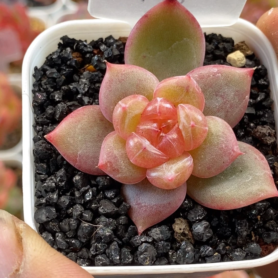 天官赐福百无禁忌