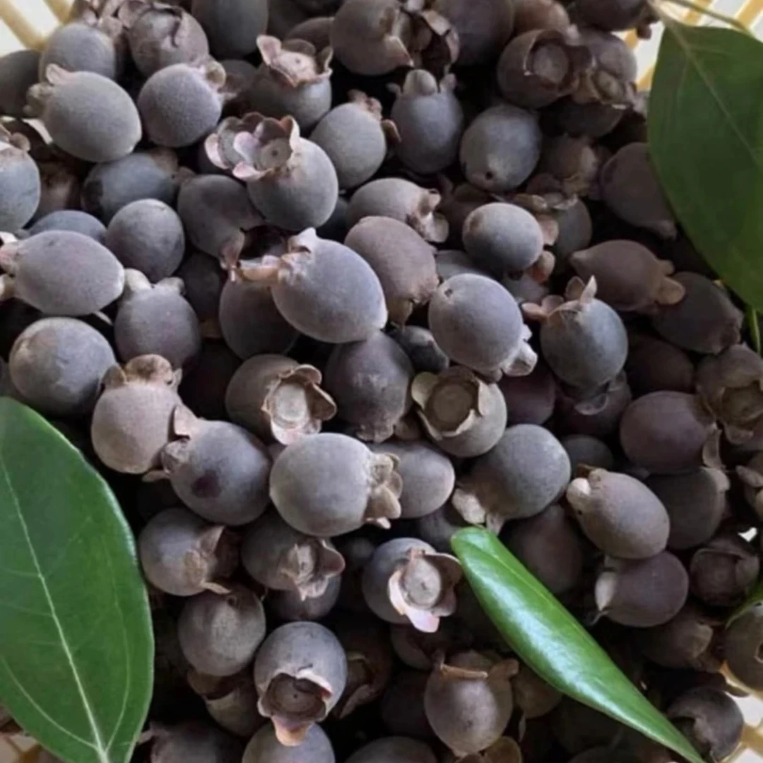 现摘发货 广西十万大山天然野生山捻子/桃金娘新鲜采摘小时候味道