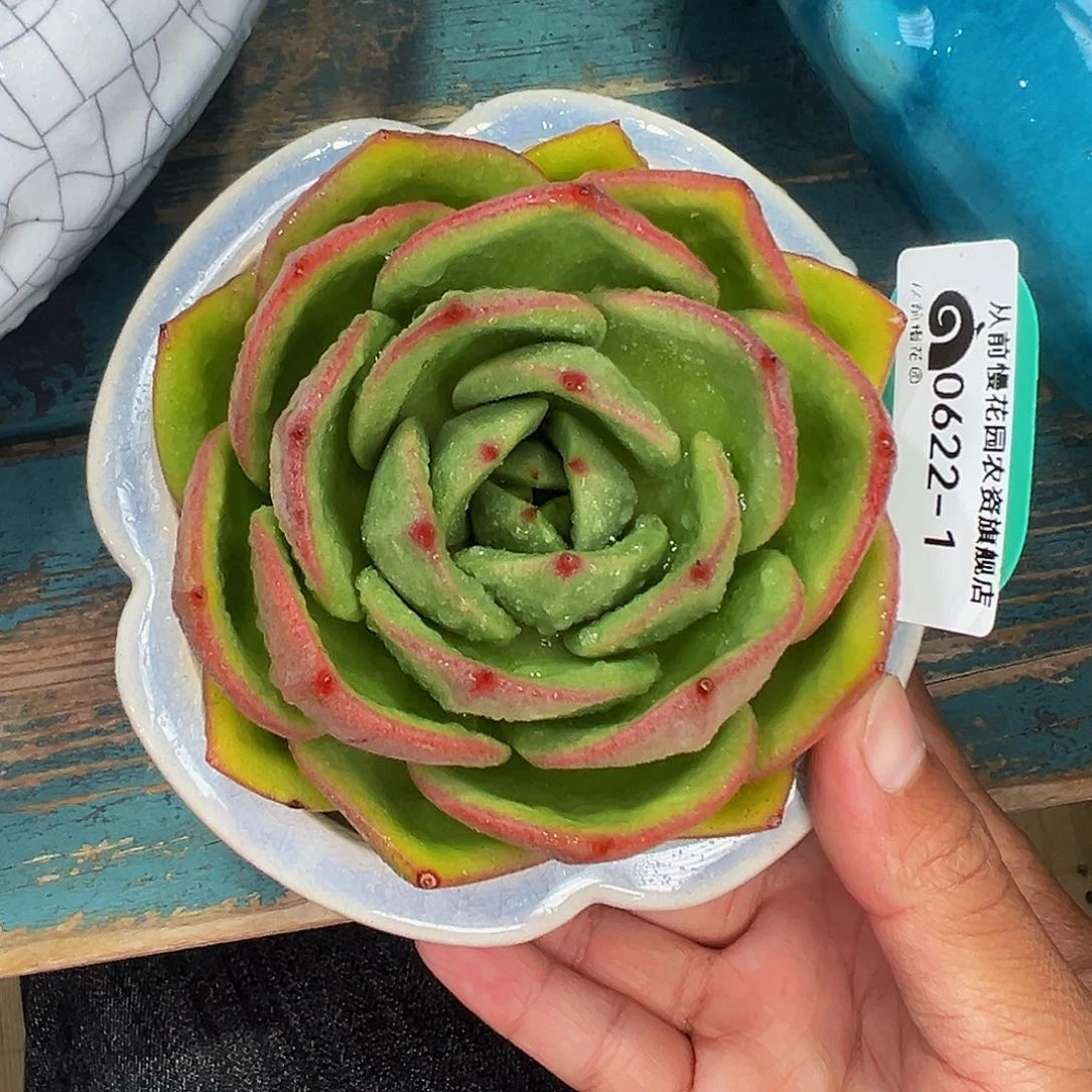 孟****了多肉一物一拍0622-1