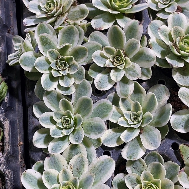 玫瑰锦2.8带土发货