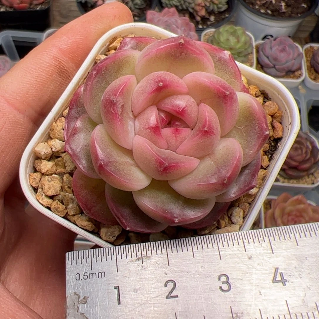 我****?400 多肉植物组合盆栽