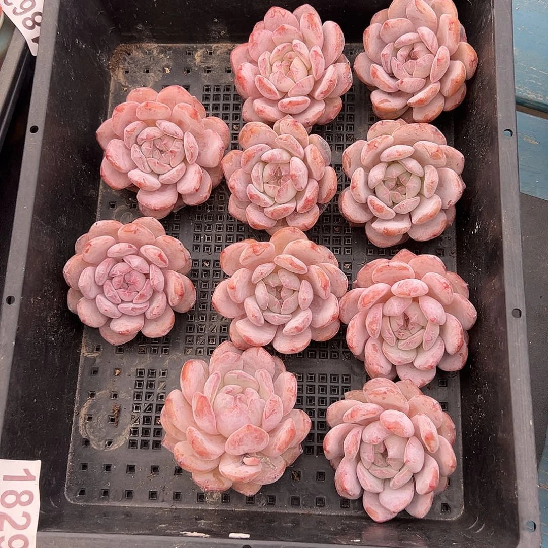 1829十个单头星影脱土发货